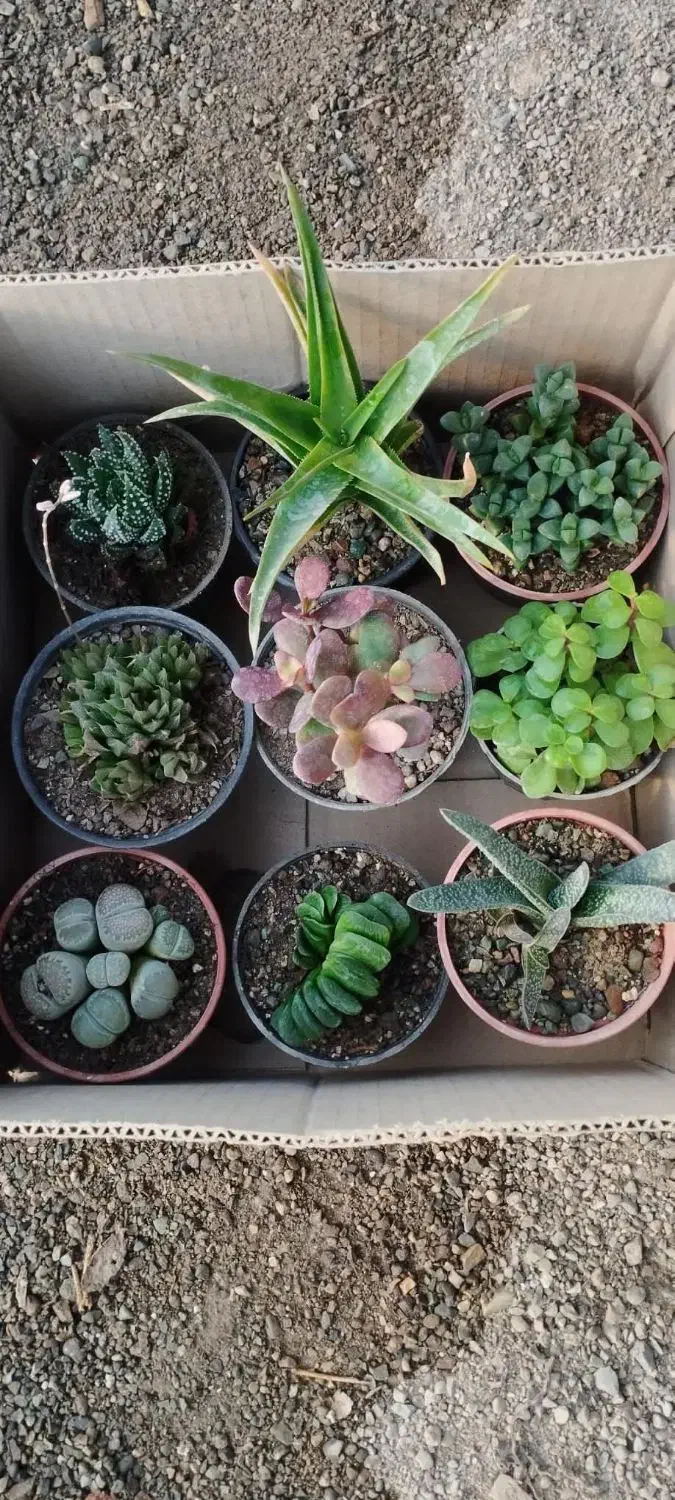 گل و گیاه|گل و گیاه طبیعی|آران و بیدگل, |دیوار