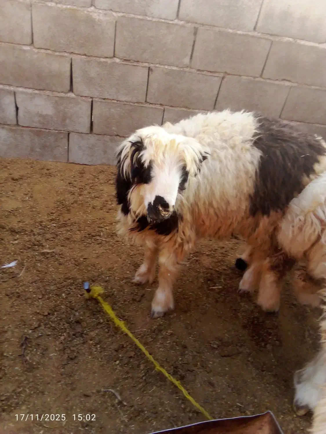 سلام دوتا کوه چاق|حیوانات مزرعه|ایذه, |دیوار