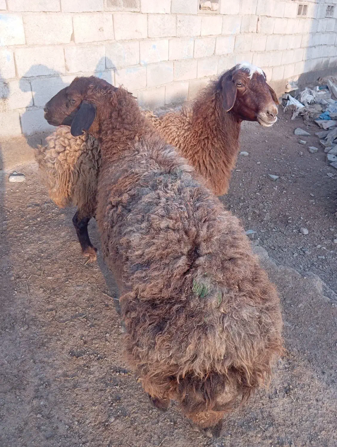 میش چاق|حیوانات مزرعه|تربت جام, جامرود|دیوار