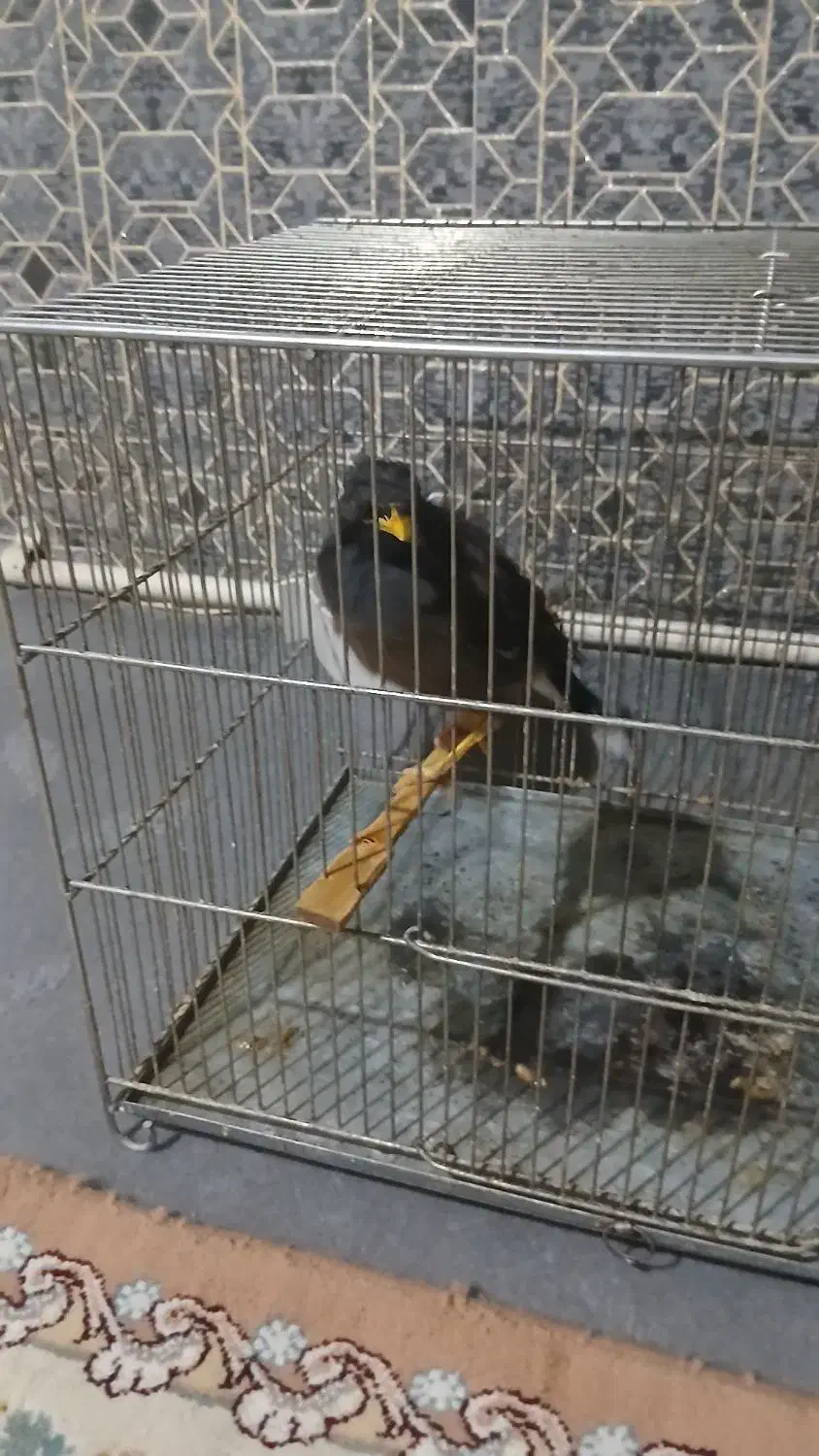 مرغ مینا دستی|پرنده|تهران, فلسطین (میدان انقلاب)|دیوار