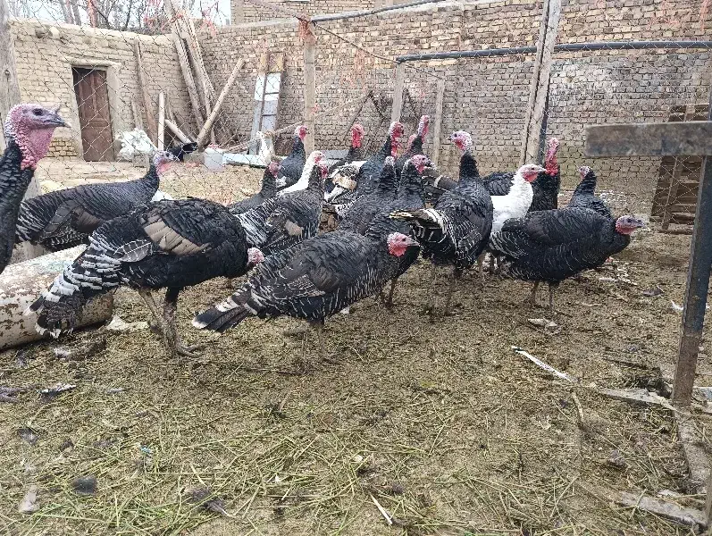 فروش بوقلمون برنز|پرنده|خنداب, |دیوار