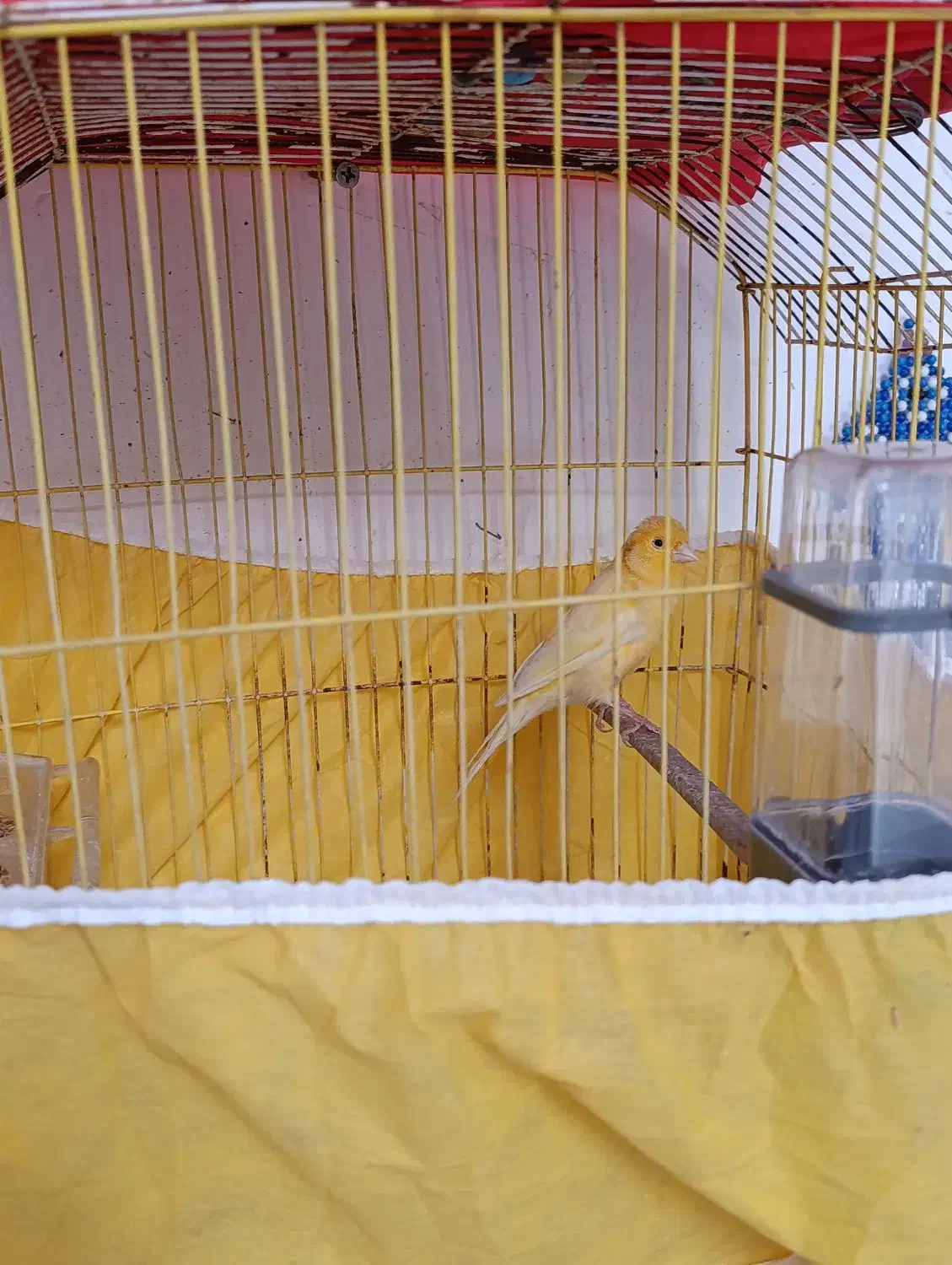 فروش قناری|پرنده|کوهدشت, |دیوار