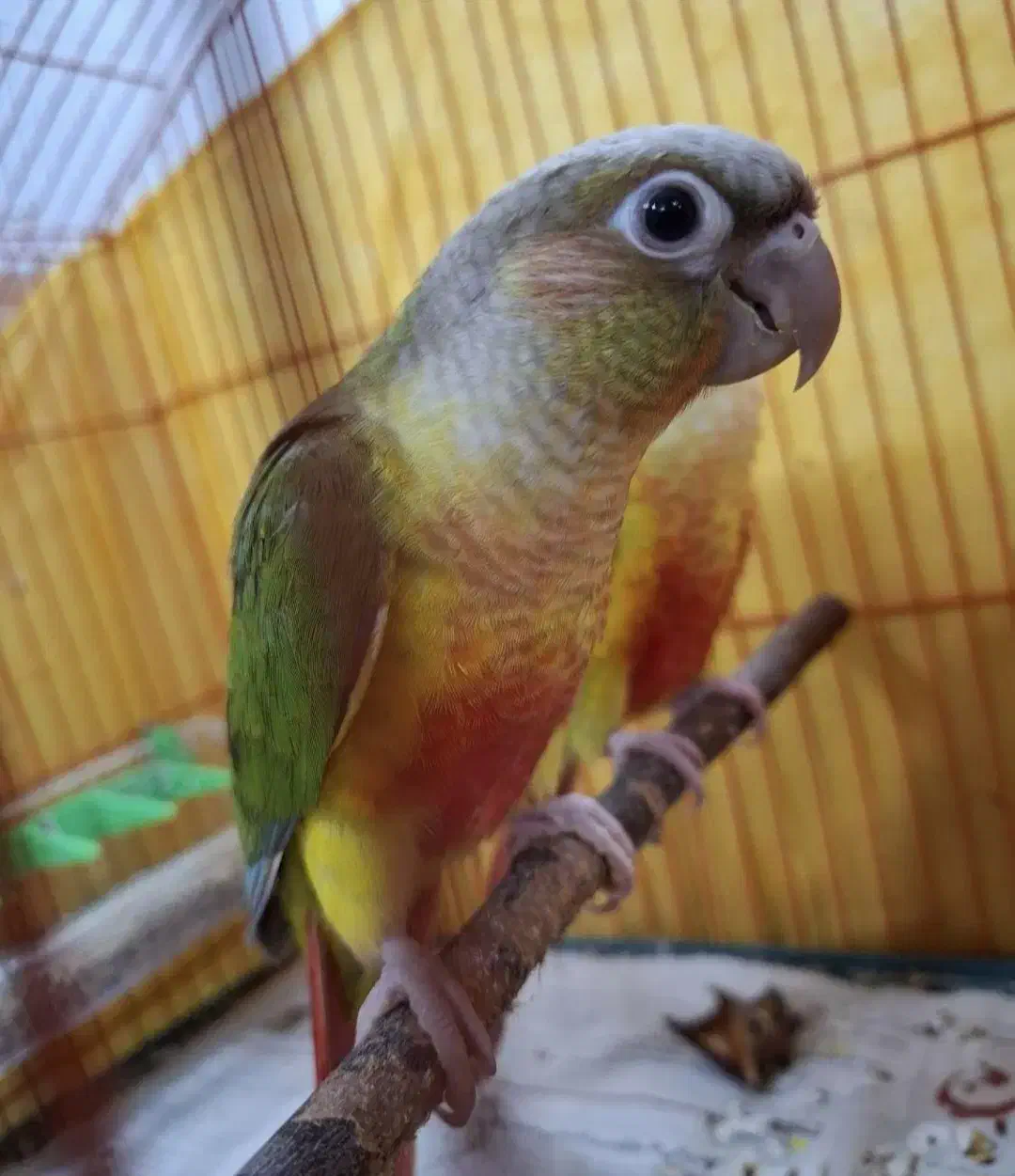 گیرینچیک|پرنده|آستانه اشرفیه, |دیوار