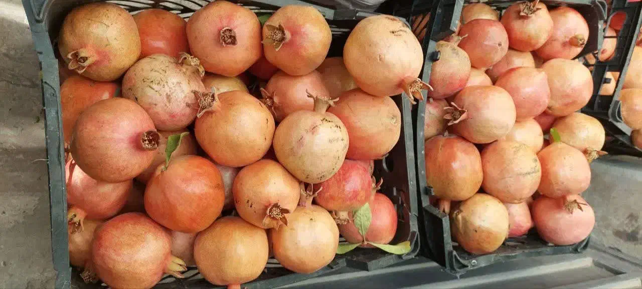 انار شیرین|خوردنی و آشامیدنی|قم, جهان بینی|دیوار