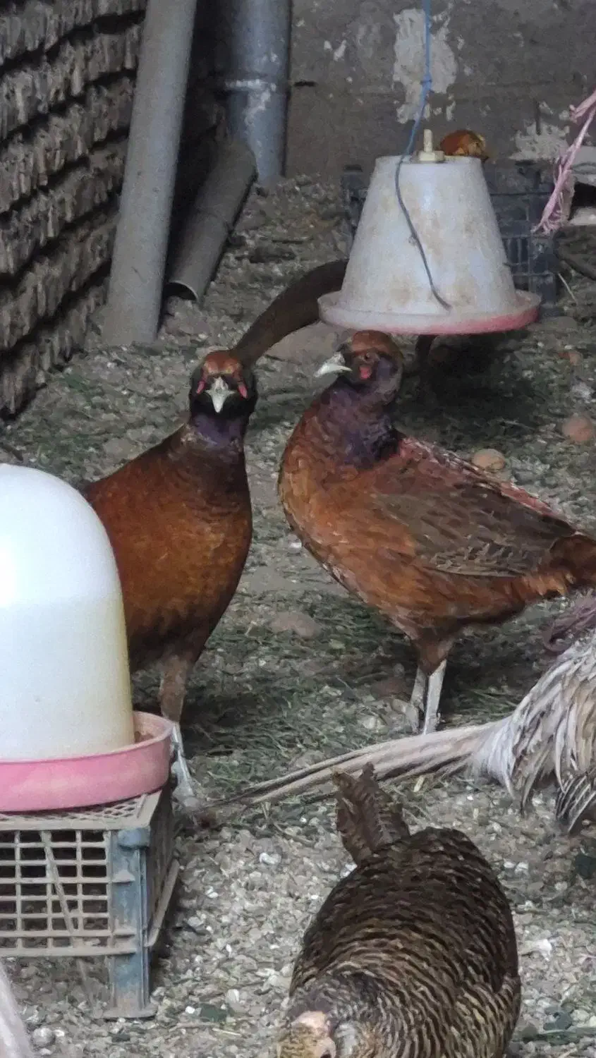 نر هیبریدی|پرنده|مینودشت, |دیوار