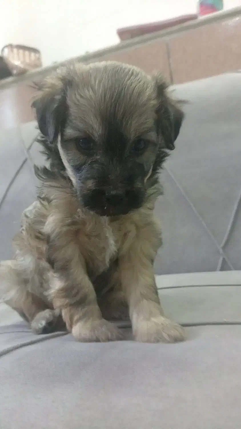 سگ با توله|سگ|قم, چهل درخت‎|دیوار