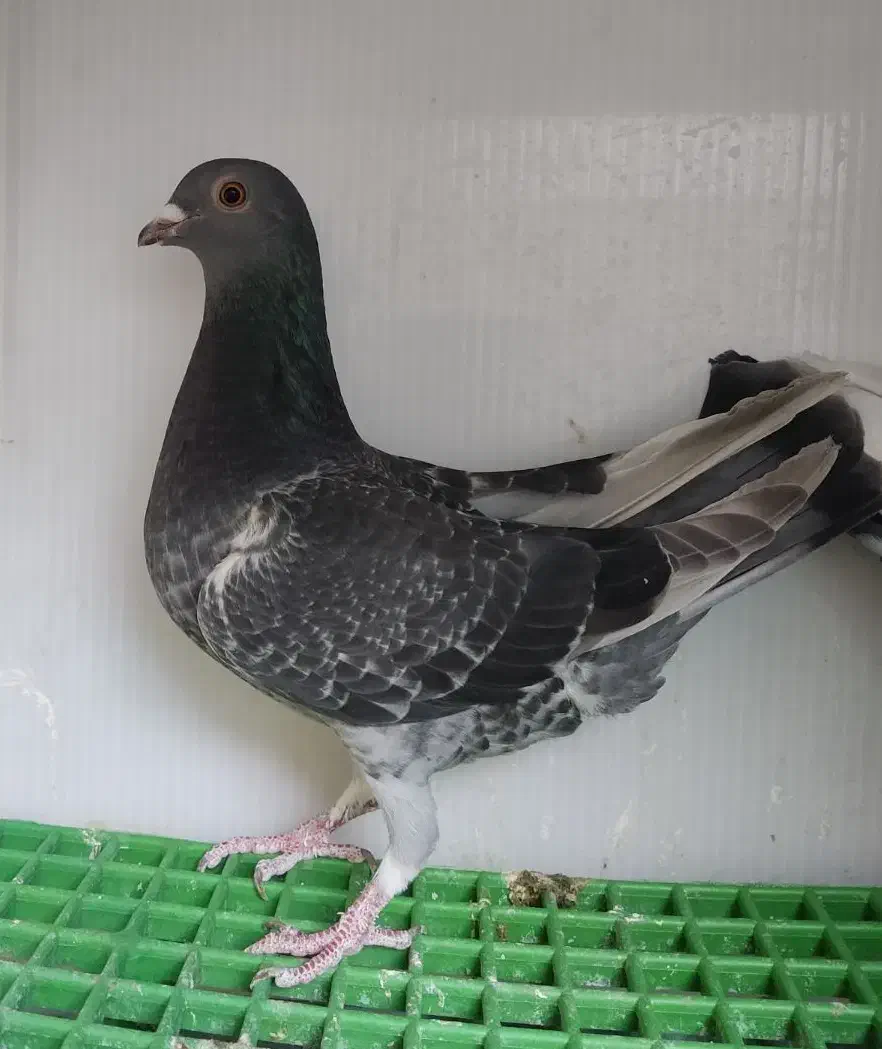 کبوتر جوان|پرنده|قم, کیوانفر|دیوار