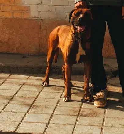 گم شده سگ|حیوانات|شاندیز, |دیوار