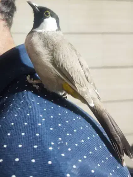 انواع پرندگان دستی سخنگو زینتی، کاسکو، راهب، طوطی|پرنده|شیراز, درکی|دیوار