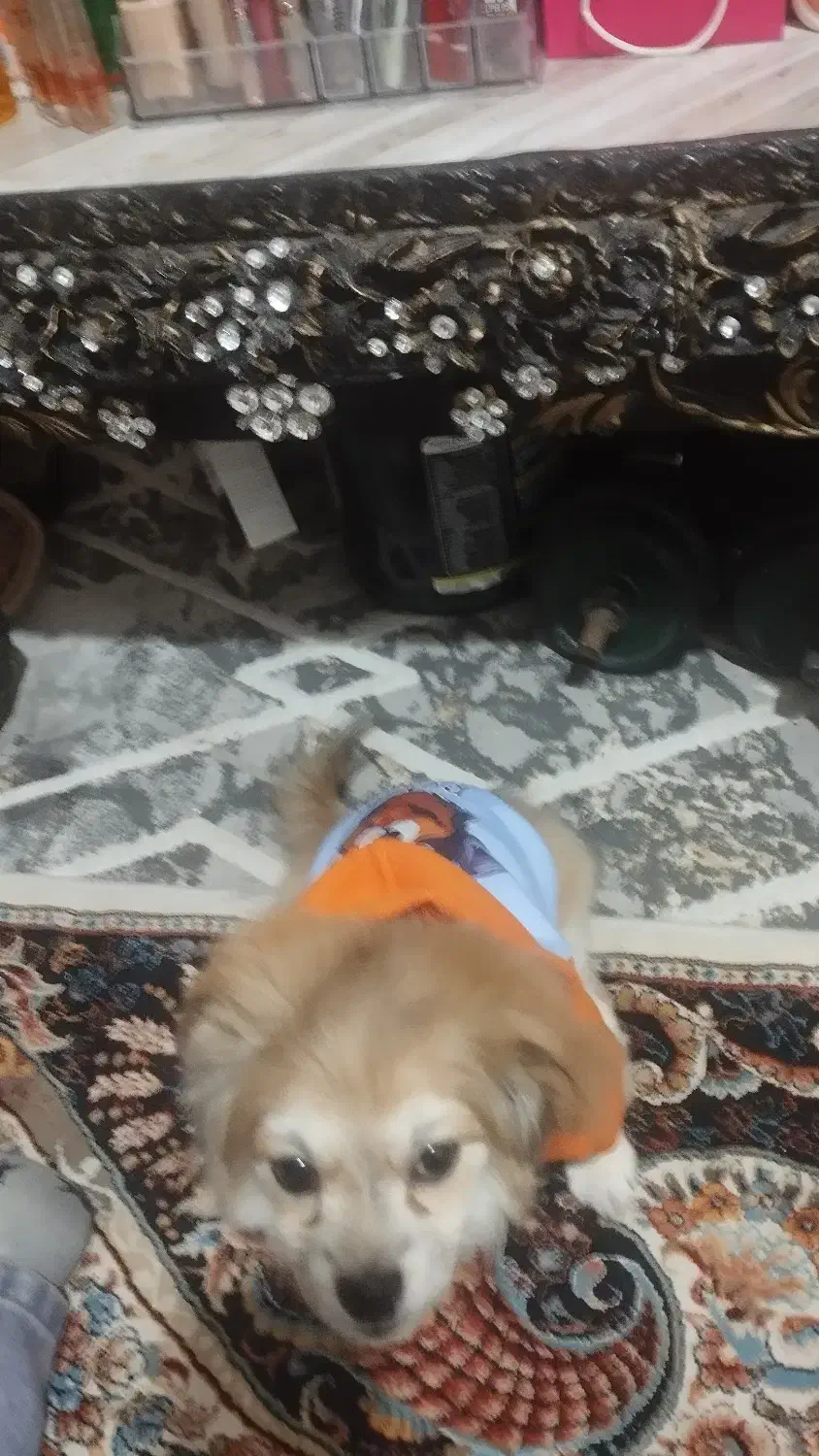 فوری|سگ|رباط‌کریم, نصیرشهر|دیوار