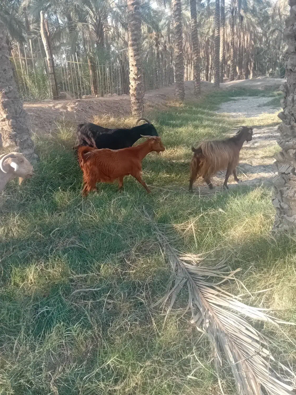 یک بز ابستن|حیوانات مزرعه|اهرم, |دیوار