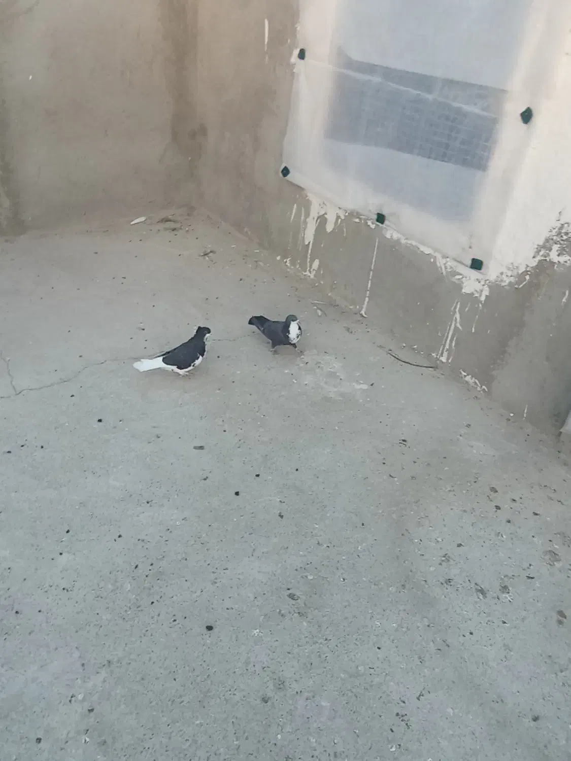 کفتر|پرنده|سراوان, |دیوار