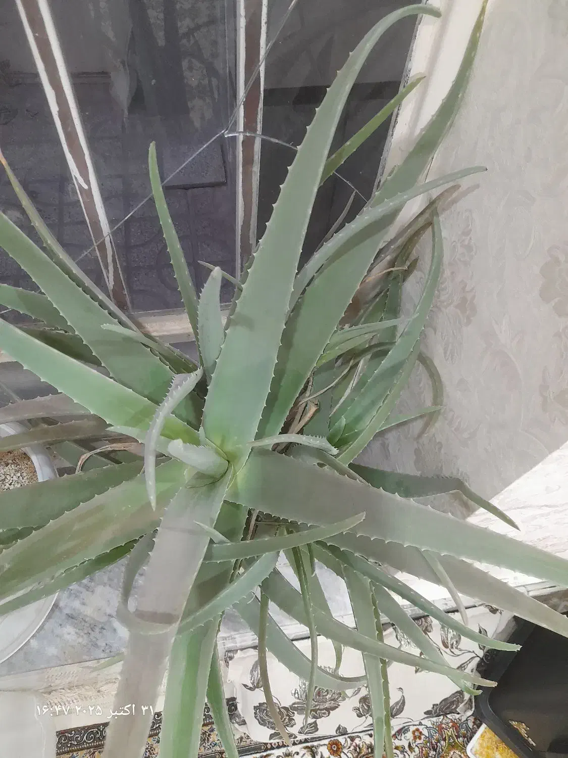 گلآلوورا|آرایشی، بهداشتی، درمانی|تربتحیدریه, سرمحله|دیوار