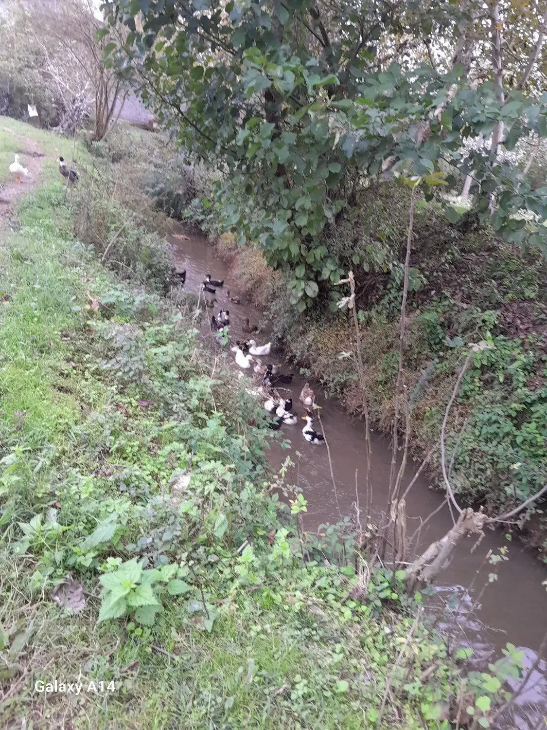 حیوانات خانگی|حیوانات مزرعه|سنگر, |دیوار