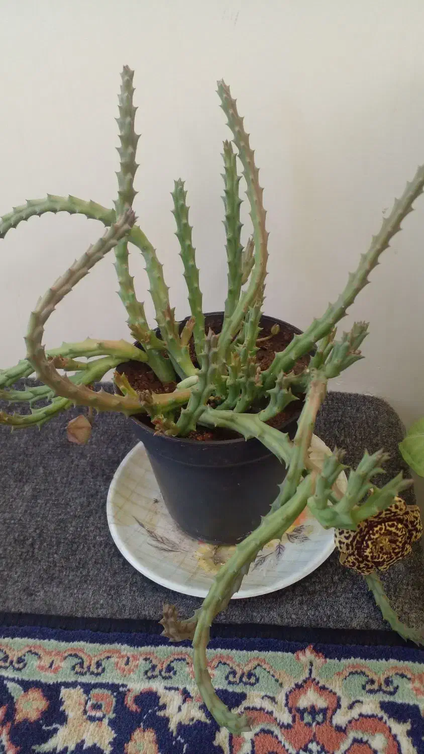 گل ستاره دریایی و گل صخره ای|گل و گیاه طبیعی|آذرشهر, |دیوار