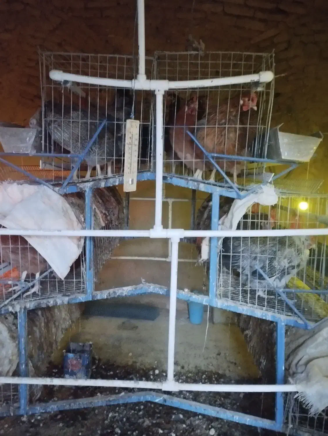 قفس مرغ|لوازم جانبی حیوانات|فردوس (خراسان), |دیوار