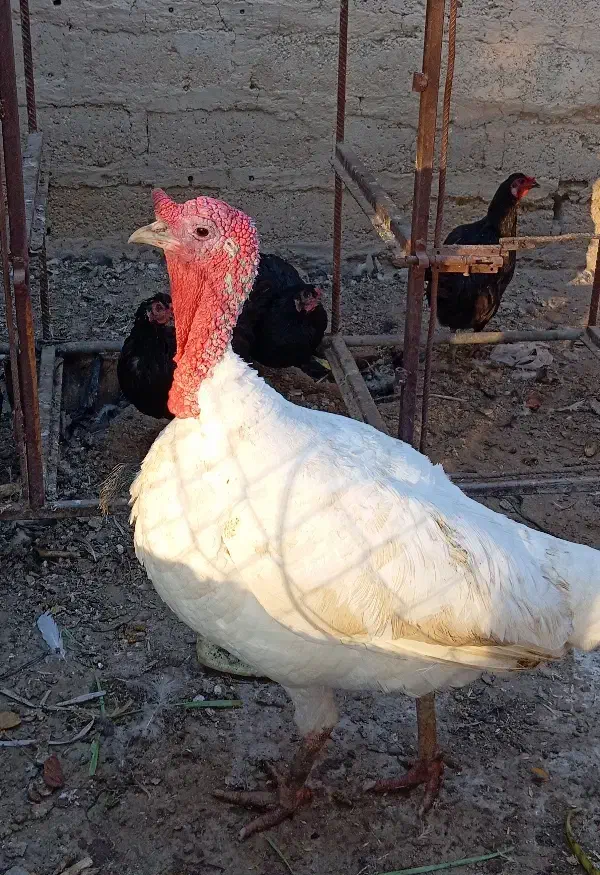 تخم بوقلمون آلبینو|حیوانات مزرعه|رامشیر, |دیوار