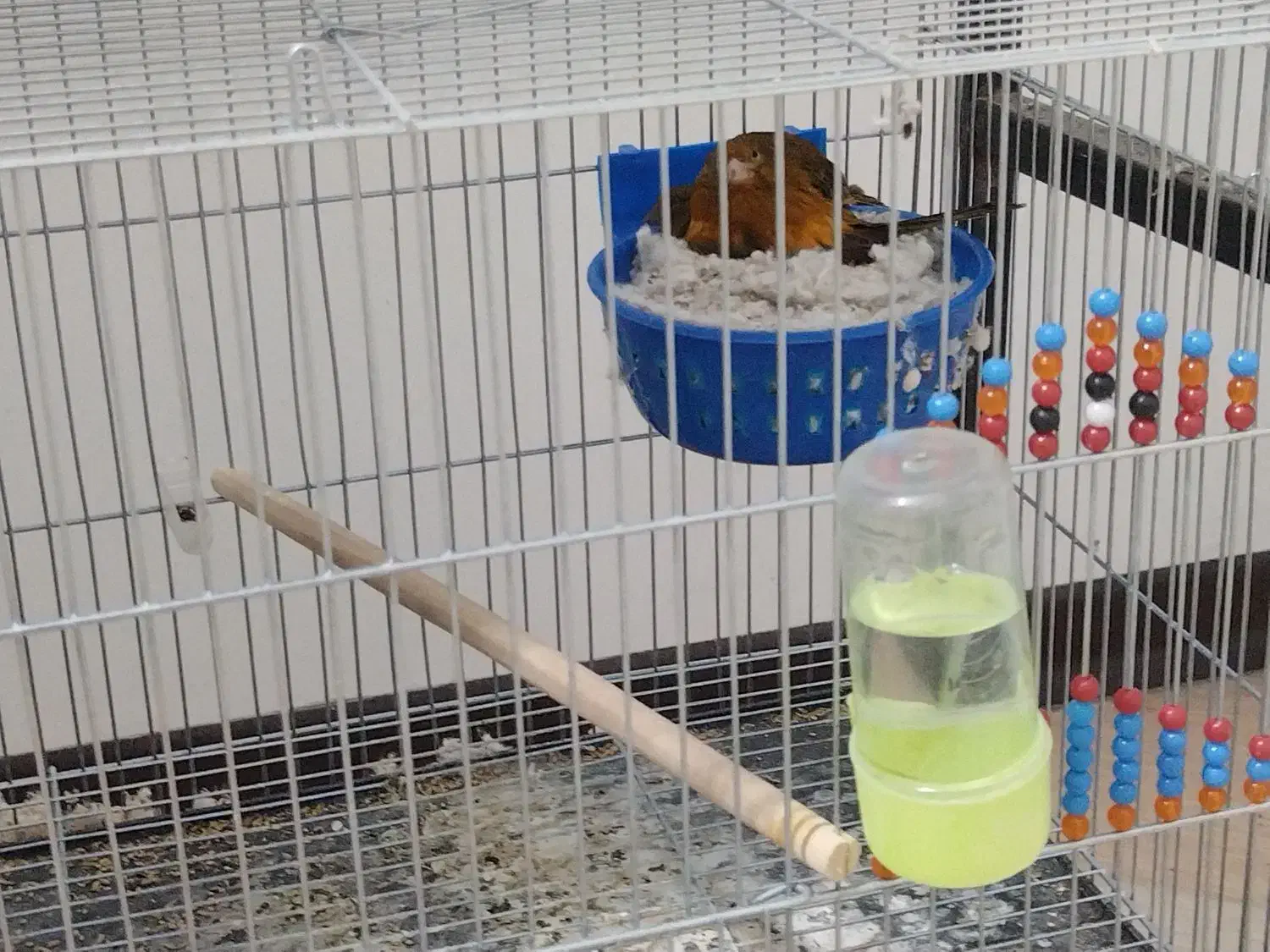 قناری جفت|پرنده|کرمان, |دیوار