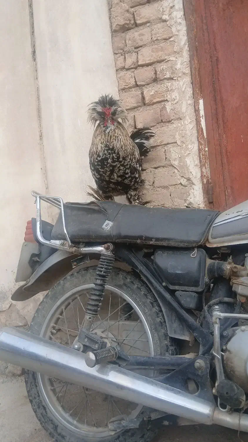 خروس جوان|پرنده|کنگاور, |دیوار