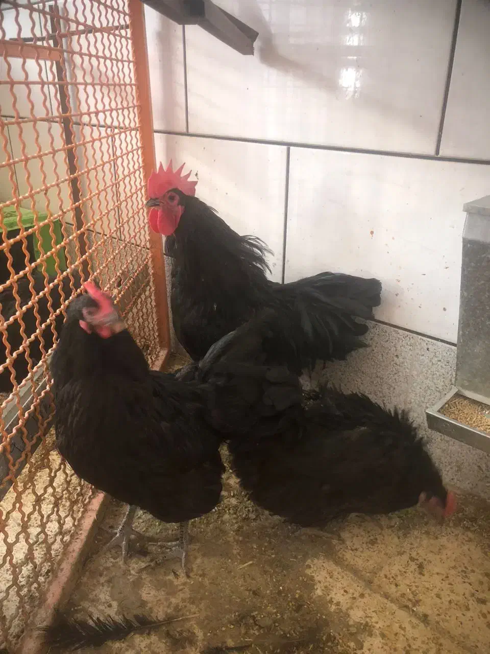 مرغ و خروس استرالوپ|حیوانات مزرعه|خمینیشهر, |دیوار