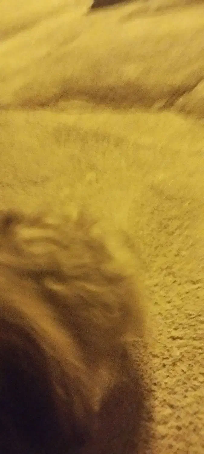 سگ شیتزو تربیت شده|سگ|امیدیه, |دیوار