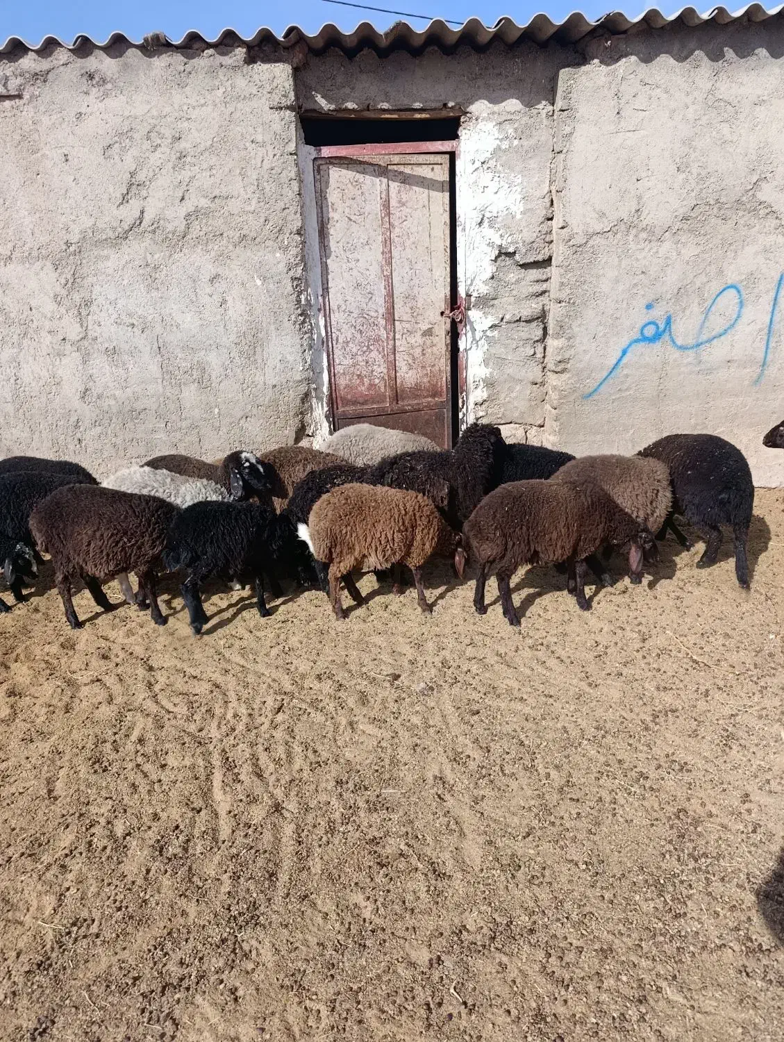 بره|حیوانات مزرعه|زاویه, |دیوار