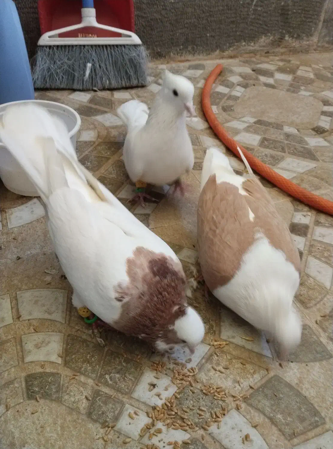 طوقی پشتدار سفید|پرنده|محمدیه-قزوین, |دیوار