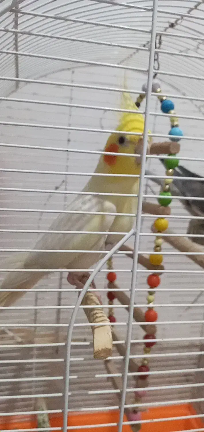 عروس هلندی جفت|پرنده|گیلان غرب, |دیوار