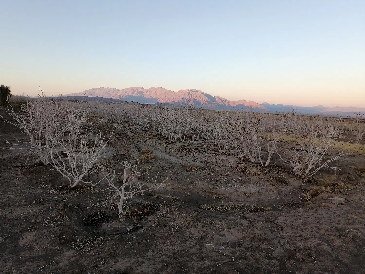 1هکتار زمین پسته ابارق سروستان|فروش زمین و ملک کلنگی|دهبکری, |دیوار