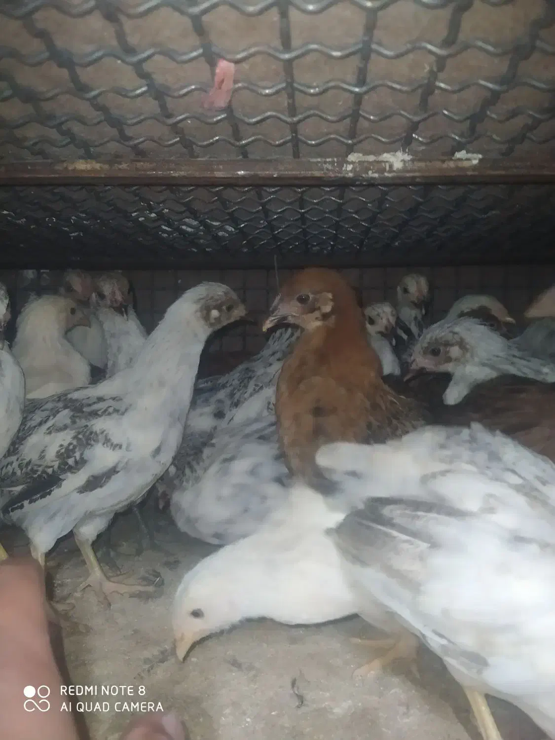 جوجه|حیوانات مزرعه|رودخانه, |دیوار