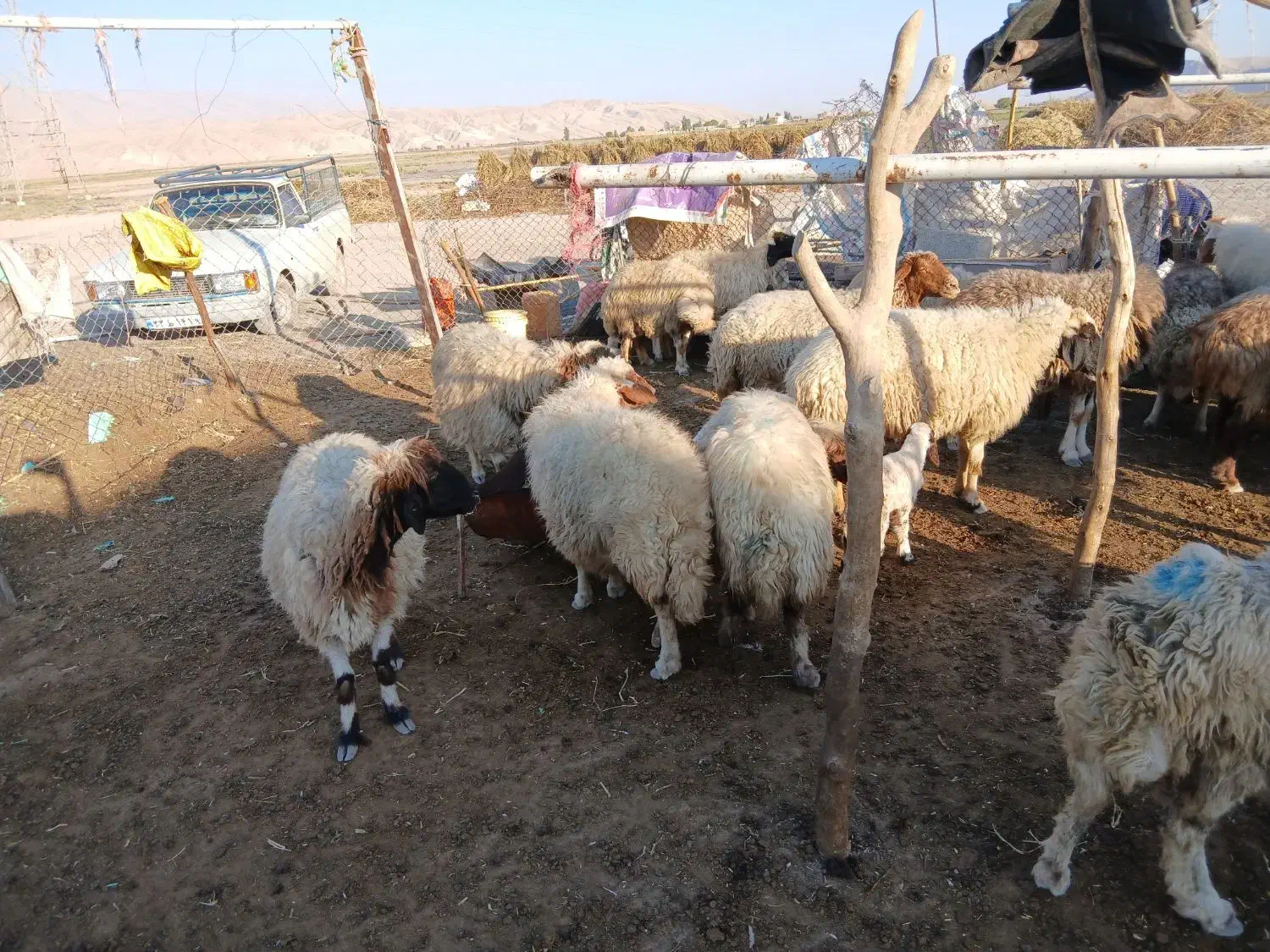 میش ورک|حیوانات مزرعه|دره شهر, |دیوار