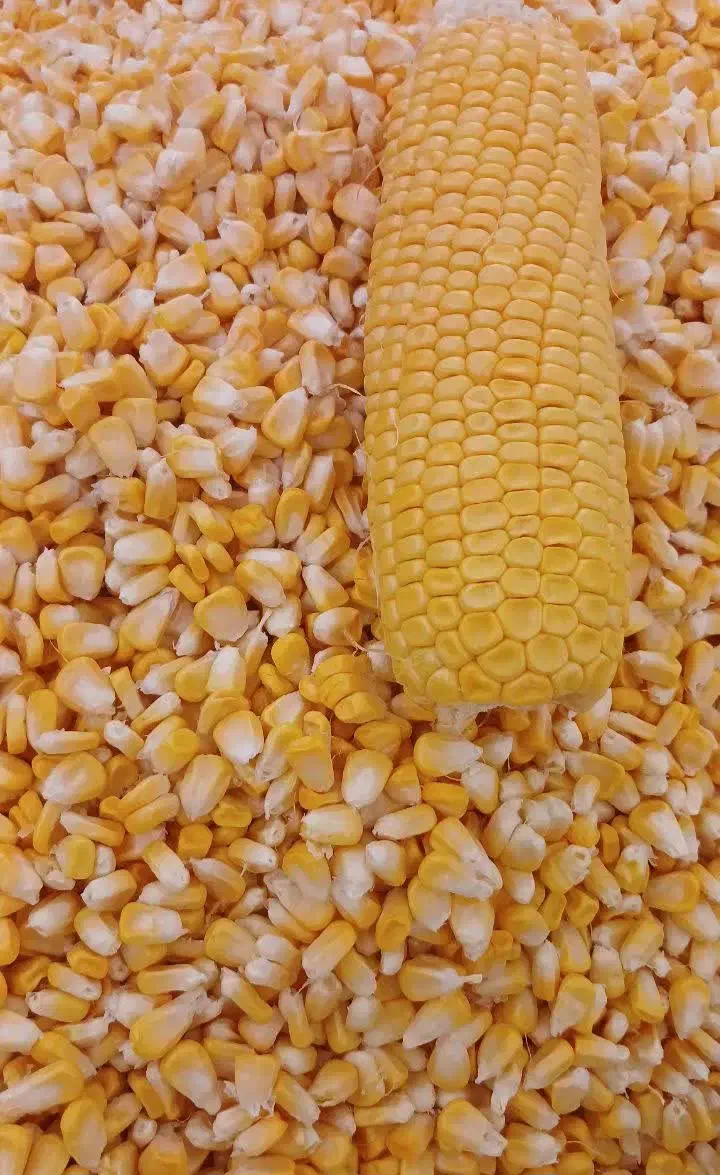 ذرت اعلا|خوردنی و آشامیدنی|قم, باسکول|دیوار