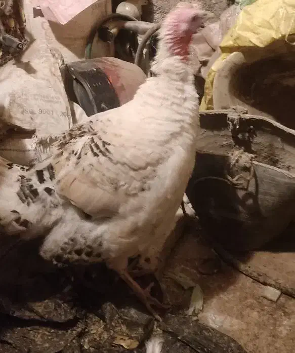 بوقلمون زنده|حیوانات مزرعه|نیشابور, گنبد سبز|دیوار