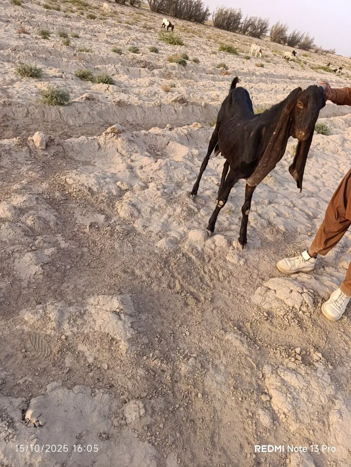 تکه  گلابی|حیوانات مزرعه|هیرمند, |دیوار