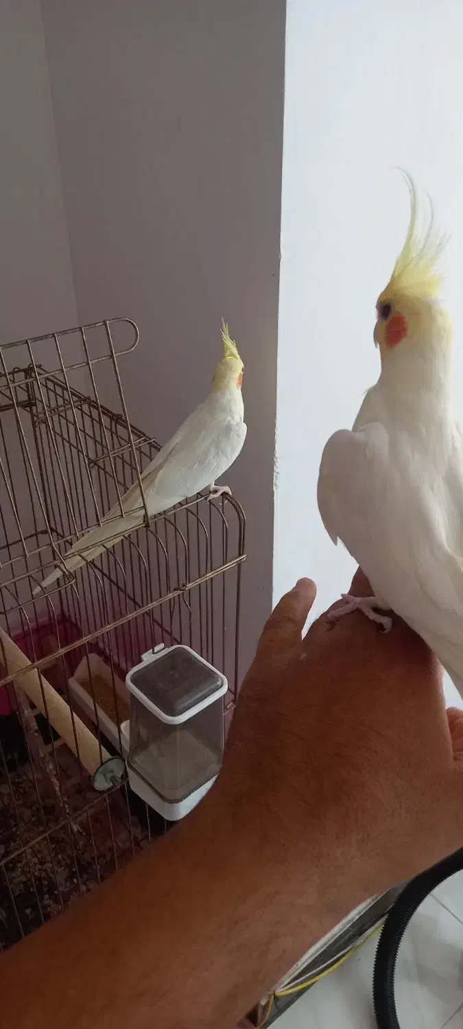 انگشتر نقره|بدلیجات|صفادشت, |دیوار