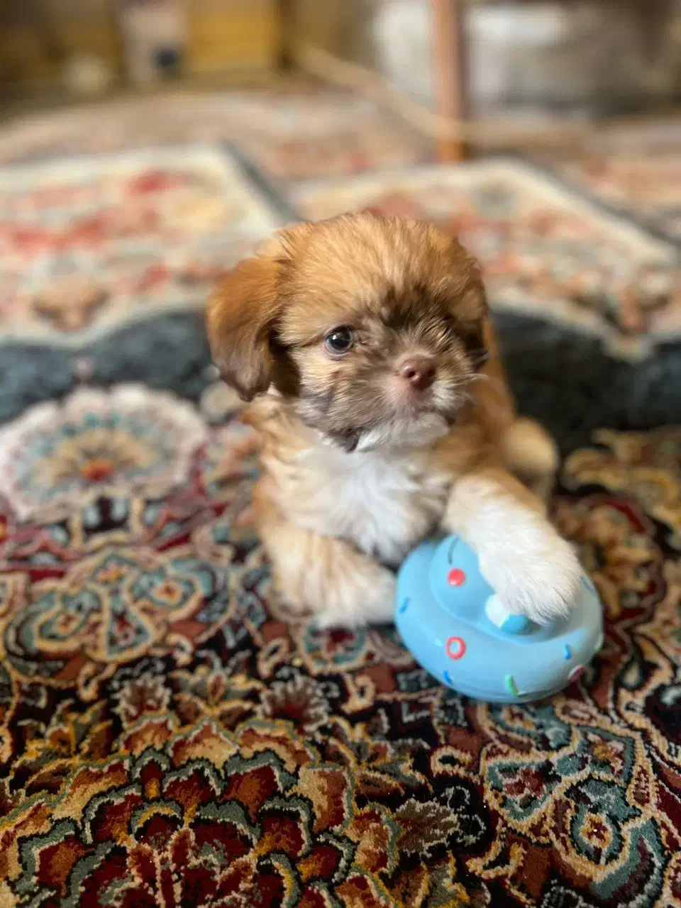 سگ آپارتمان خانگی|سگ|تهران, جوادیه تهرانپارس|دیوار