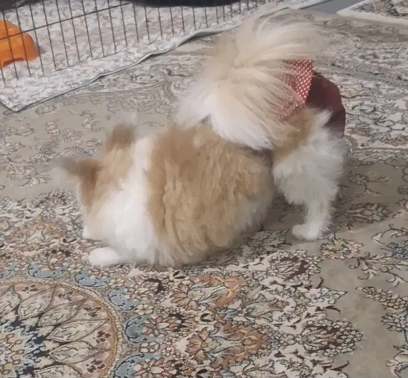 سگ گمشده|حیوانات|اصفهان, خانه اصفهان|دیوار