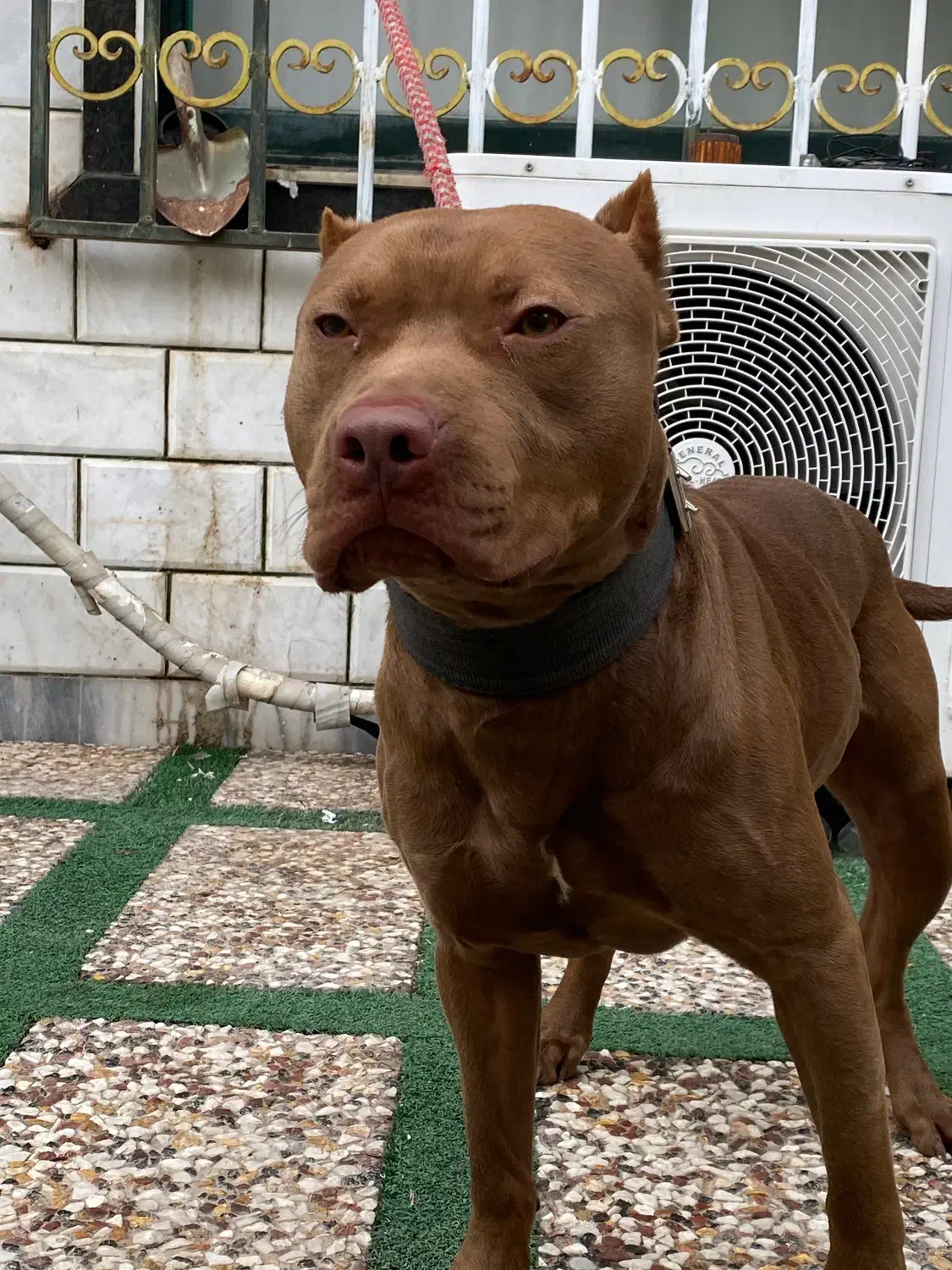 فروش سگ پیتبول|سگ|بهشهر, |دیوار