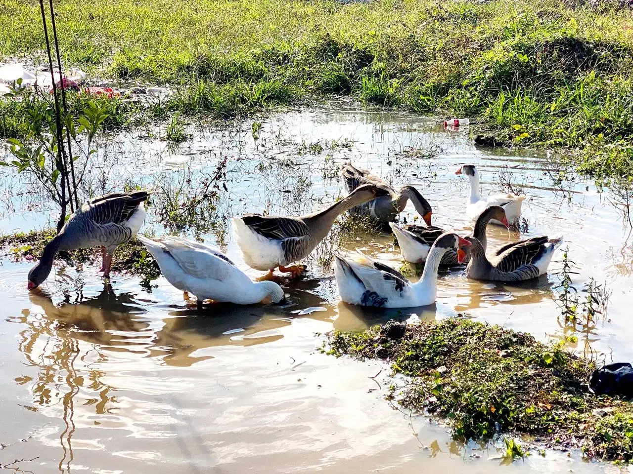 غاز و بوقلمون|حیوانات مزرعه|رضوانشهر, |دیوار