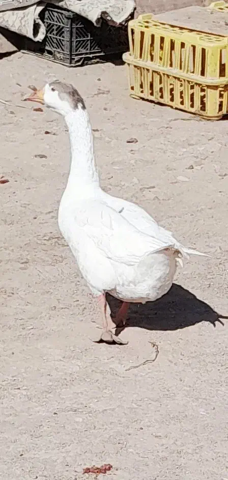 قاز ماده|حیوانات مزرعه|پلدختر, |دیوار