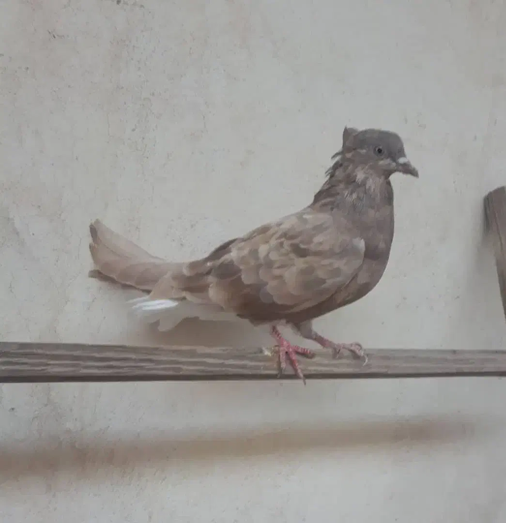 ماده اشعل ۱۴ پر|پرنده|بندر ماهشهر, |دیوار