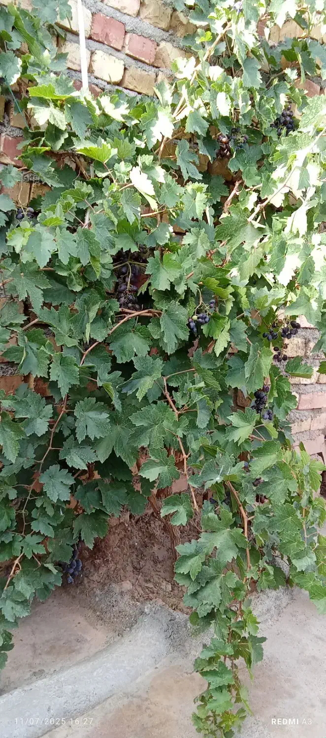 خونه فروشی ماشین روبزرگ|فروش خانه و ویلا|تربت جام, جامرود|دیوار