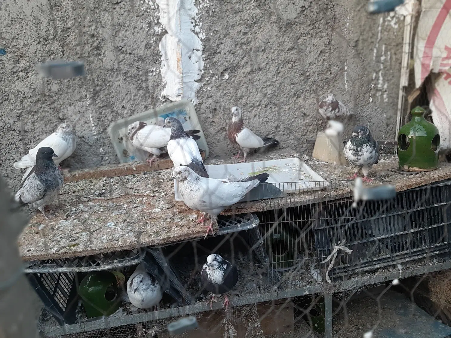 کفتر|پرنده|اصفهان, حصه جنوبی|دیوار