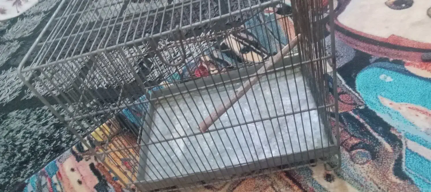 قفس سهره|لوازم جانبی حیوانات|قرچک, میرزائی جنوبی|دیوار