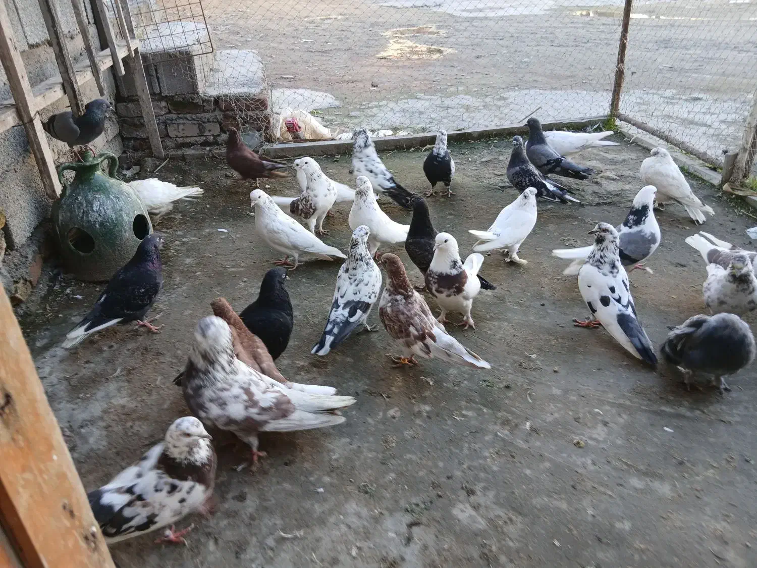 فروش کبوتر یکجا و تکی|پرنده|گمیشان, |دیوار