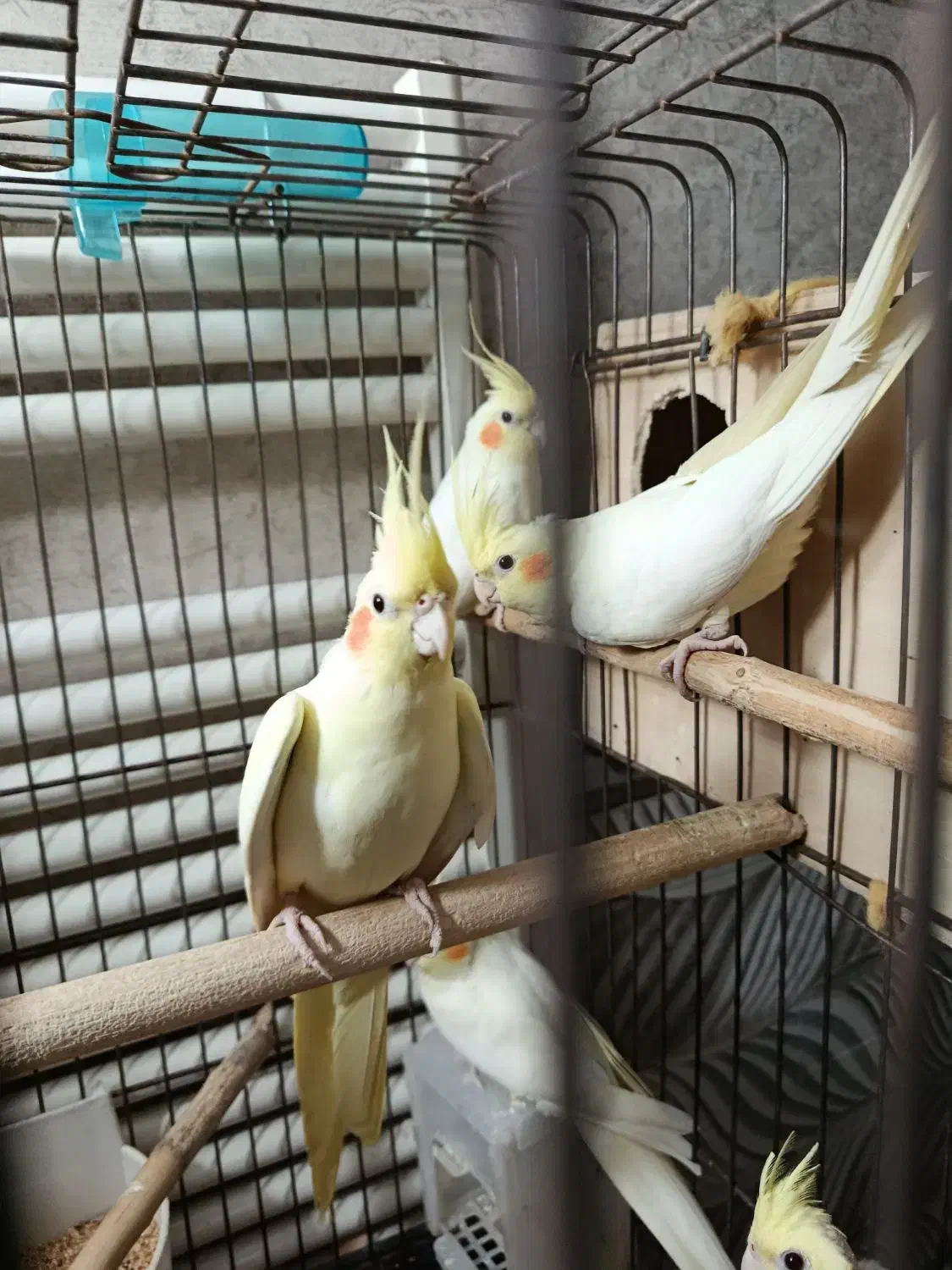 عروس هلندی|پرنده|قم, بنیاد|دیوار