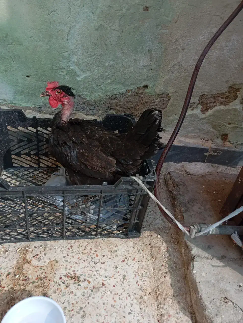 مرغ|حیوانات مزرعه|امیدیه, |دیوار