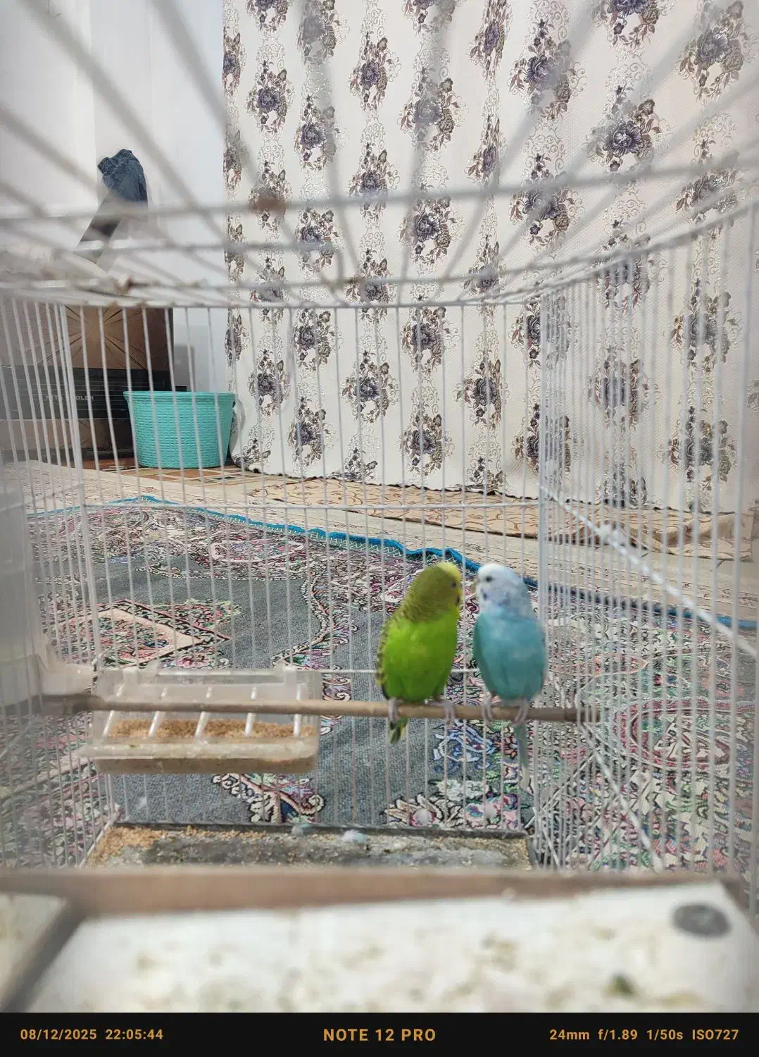 جفت مرغ عشق خوشگل وبالغ باسابقه جوجه دهی|پرنده|تربت جام, تیپ ۳۸ زرهی تربت جام|دیوار