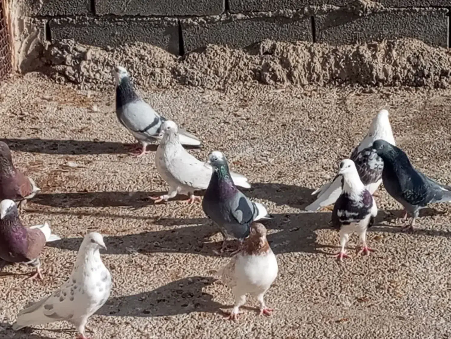 کفتر پرشی ب شرط|پرنده|قلعه نو, |دیوار