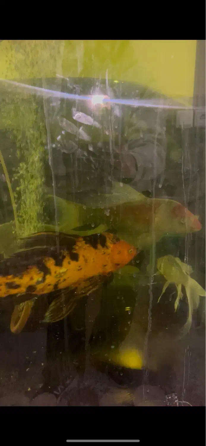 ماهی کوی باله بلند مولد|ماهی|اراک, |دیوار